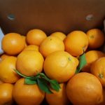 Unsere erste Lieferung Orangen